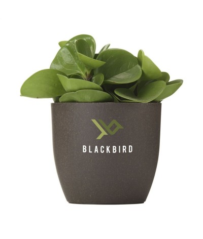 Pot de fleurs marc de café compostable - Made in Europe