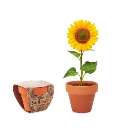 Pot avec graines de tournesol